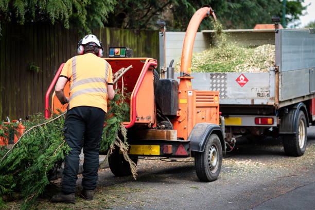 Tree Root Removal in North Salt Lake, UT